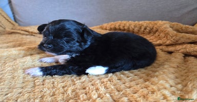 Mixed Breed dogs - Advert 1