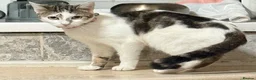 Bengal cats for sale: Adorable kittens - Advert 6