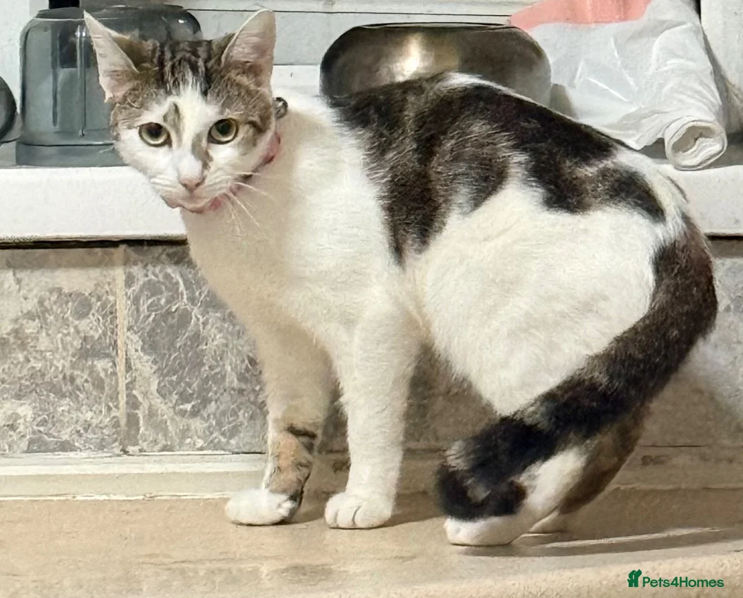 Bengal cats for sale: Adorable kittens - Advert 6