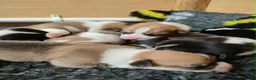 Welsh Corgi Pembroke dogs for sale: Welsh Corgi (Pembroke) - Advert 3