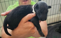 German Shepherd dogs for sale: German shepherd  - Image 14