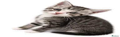 Domestic Shorthair 2