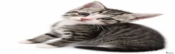 Domestic Shorthair cats for sale: Tabbys - Advert 4