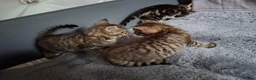 Mixed Breed cats for sale: 3 cutest females mixed bengal tabby kittens v - Advert 14
