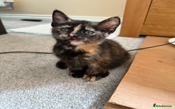 British Shorthair cats for sale: Gorgeous tortoise-shell kittens - Image 5