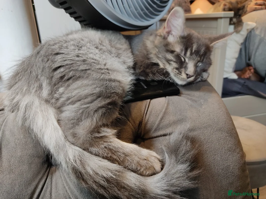 Maine Coon cats for sale: Pure bred Maine Coon kittens - Advert 2
