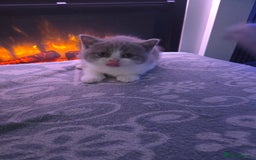 British Shorthair cats for sale: Full pedigree british short hair kittens - Image 6