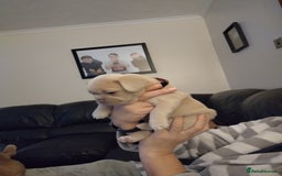 French Bulldog dogs for sale: Healthy and great looking litter. KC registered. - Image 4