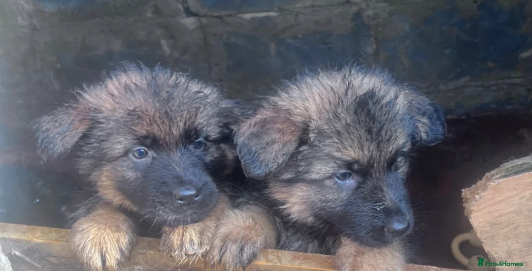 Golden Shepherd dogs for sale: 6 German Shepherd puppies long coat  - Advert 3