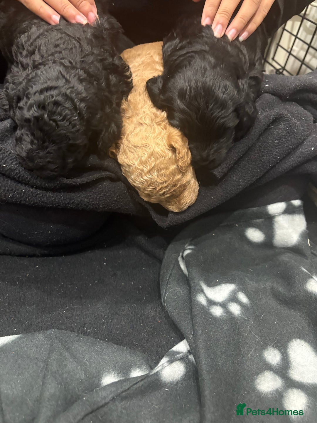 Cockapoo dogs for sale: Gorgeous Litter  - Advert 12