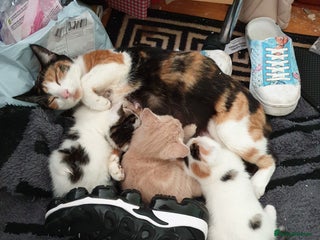 Mixed Breed cats - Advert 10