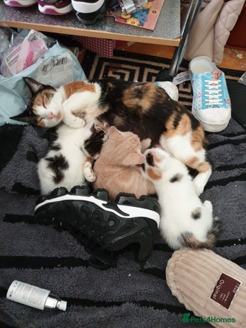 Mixed Breed cats 2 male kittens - Advert 19