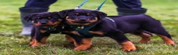 Rottweiler dogs for sale: Rottweiler Puppies - Advert 11