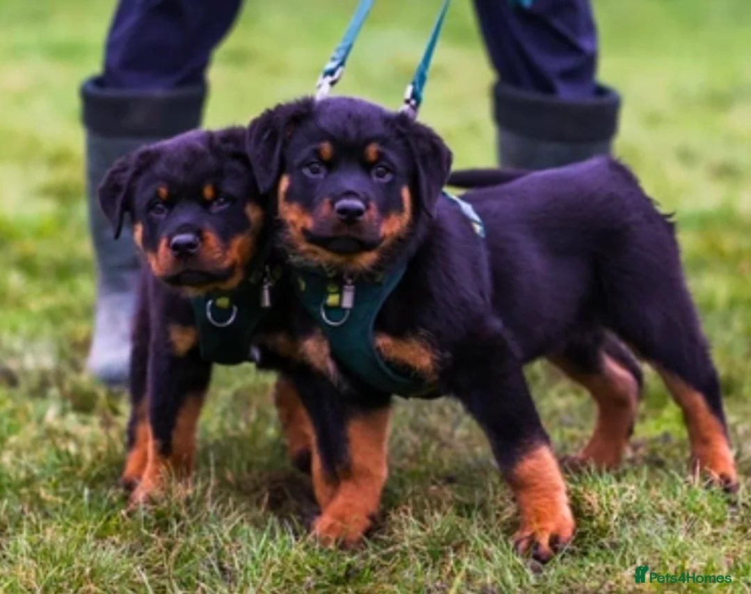 Rottweiler dogs for sale: Rottweiler Puppies - Advert 11