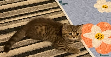 British Shorthair cats - Advert 9