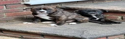 Mixed Breed dogs for sale: Beautiful Ozzy looking for his forever home in Dursley - Advert 5