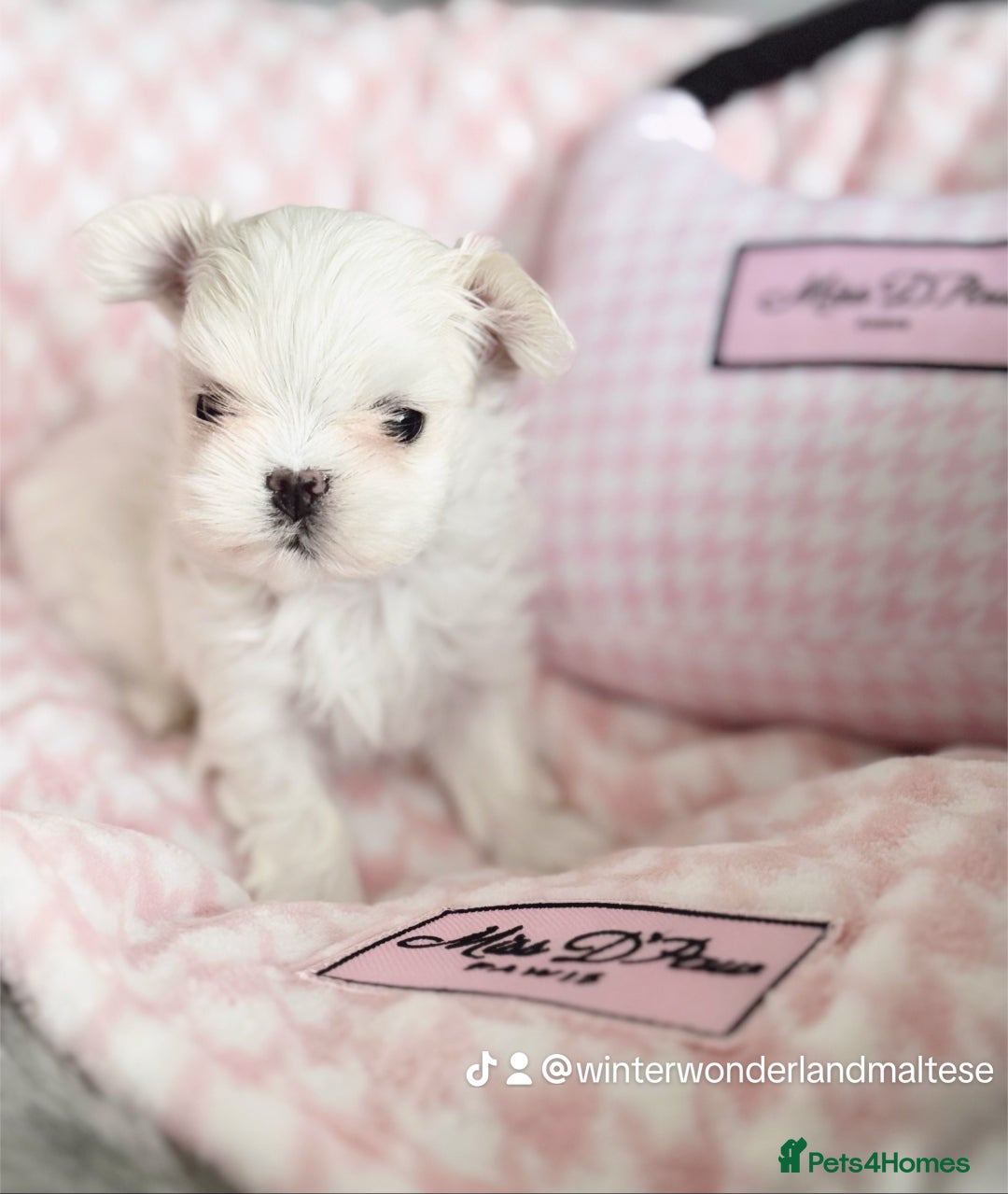 Maltese dogs for sale: 🩷Exclusive 🧬 DNA Tested 🧬 Full Korean Maltese🩵 - Advert 23