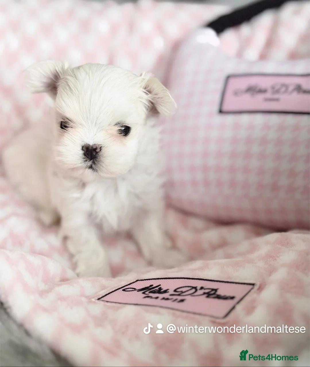 Maltese dogs for sale: 🩵Full Korean Line Maltese Boy🩵 - Advert 20