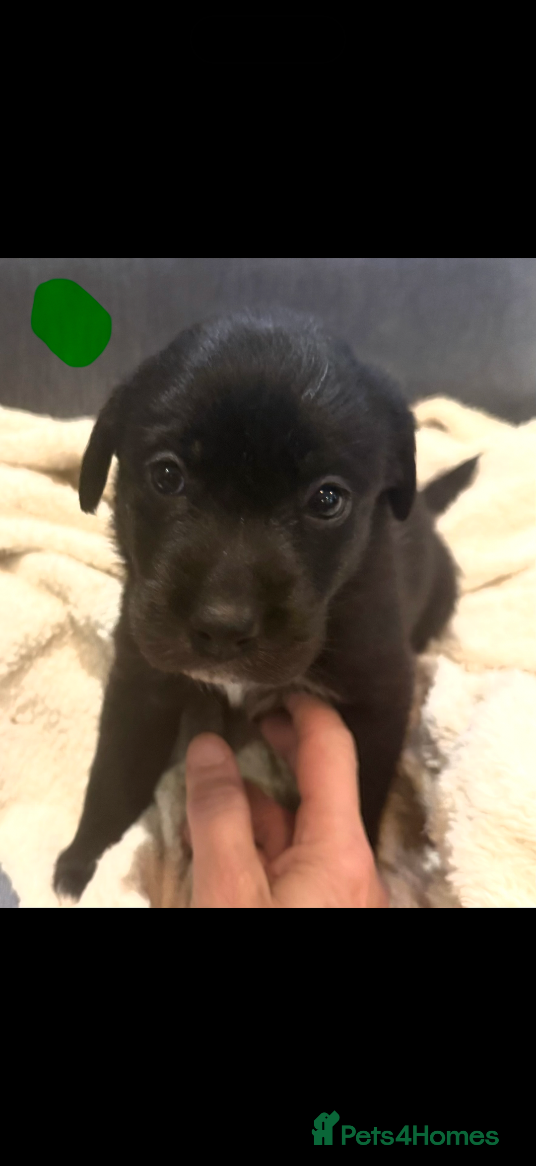 Borador dogs for sale: Perfect addition to any family 🐶🐾 - Advert 10