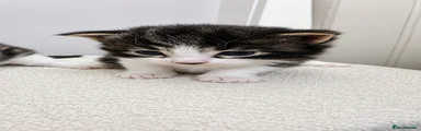 Domestic Shorthair 2