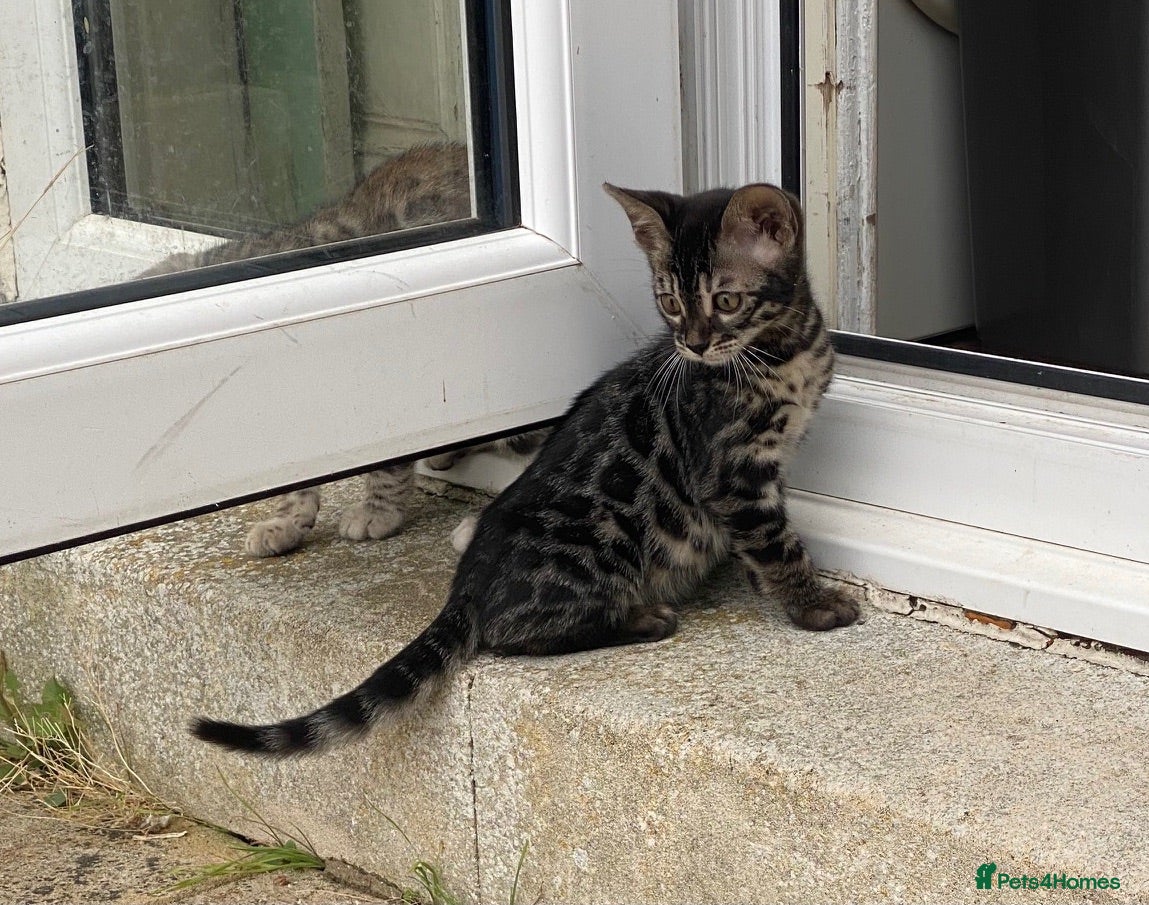 Bengal cats  2 Stunning Full Pedigree Rosetted Bengal Kittens - Advert 12