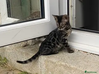 Bengal cats 2 Stunning Full Pedigree Rosetted Bengal Kittens - Advert 12