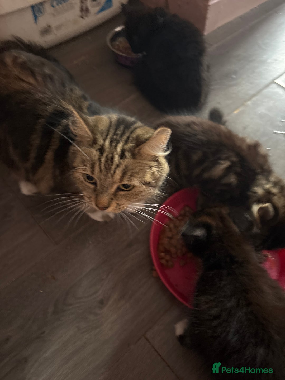 Mixed Breed cats for sale: 3 very fluffy kittens - Image 6