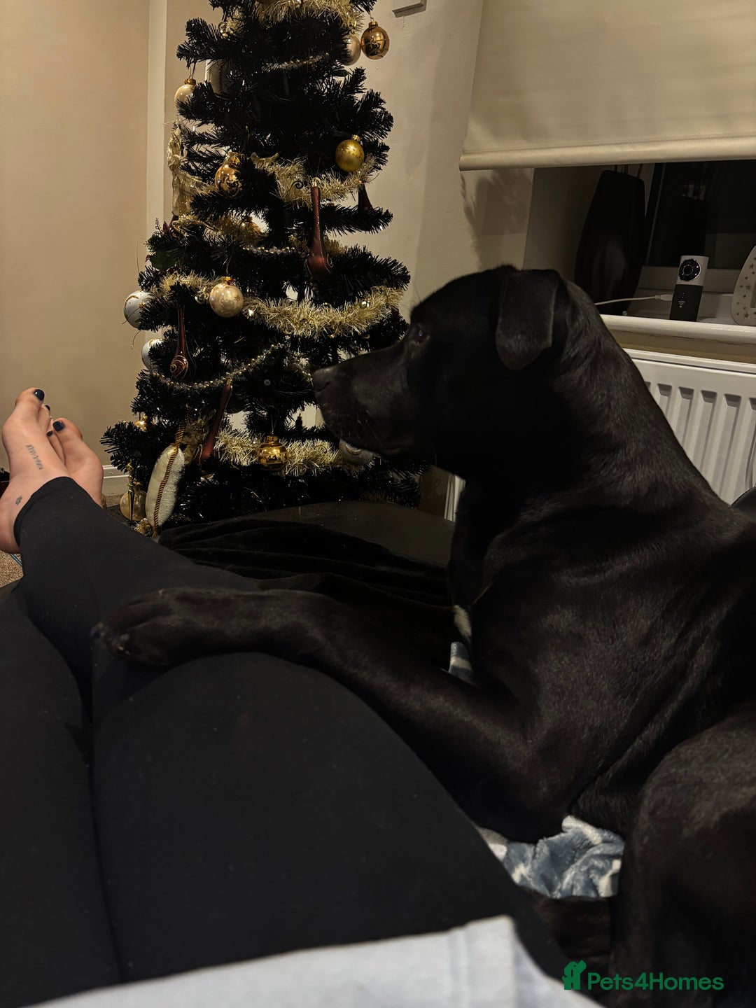 Mixed Breed dogs for sale: Gorgeous Max for rehoming - Advert 2