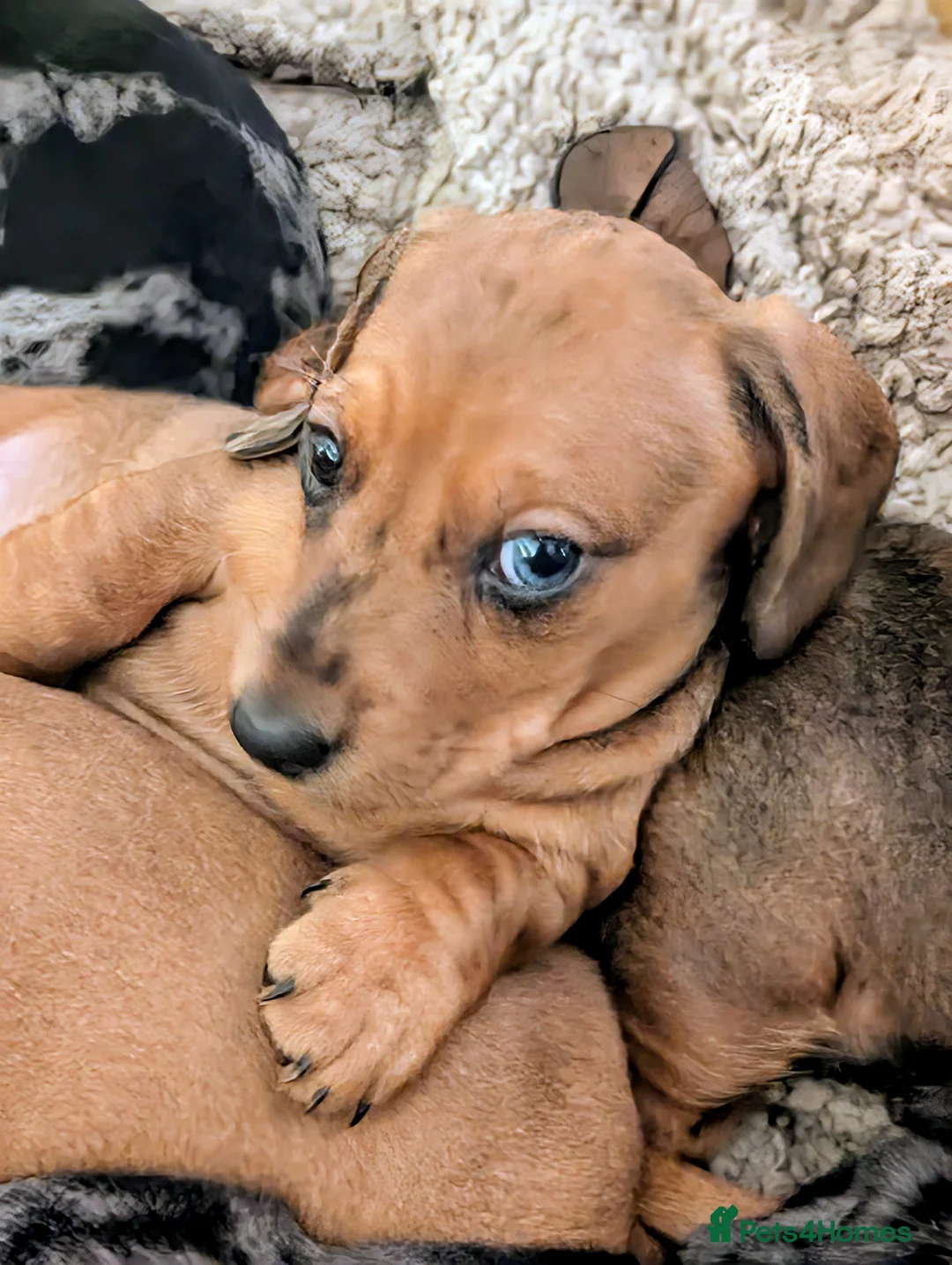 Miniature Dachshund dogs for sale: Beautiful pups  - Advert 14