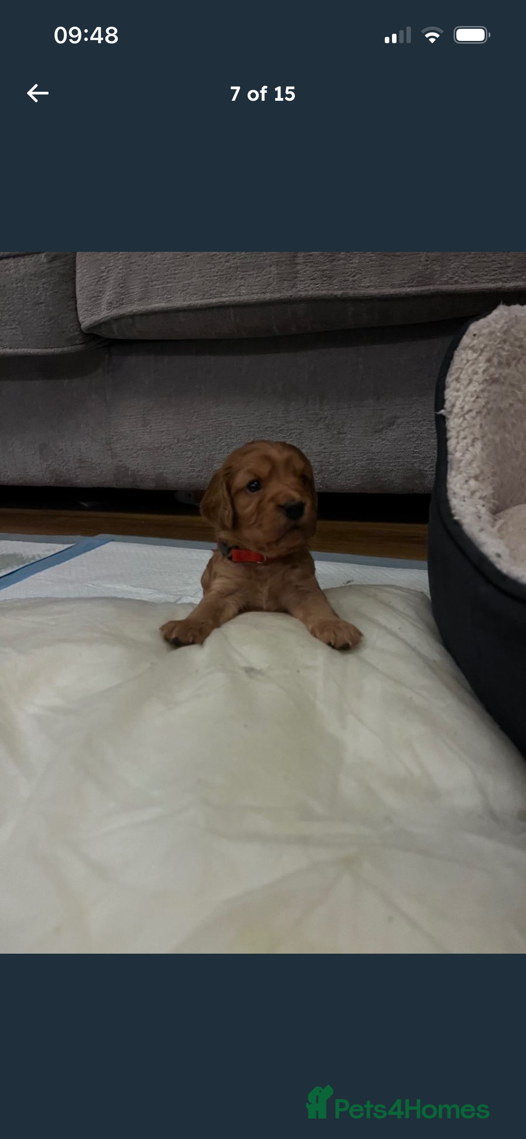 Cockapoo dogs for sale: F2 cockapoo puppies available  - Advert 6