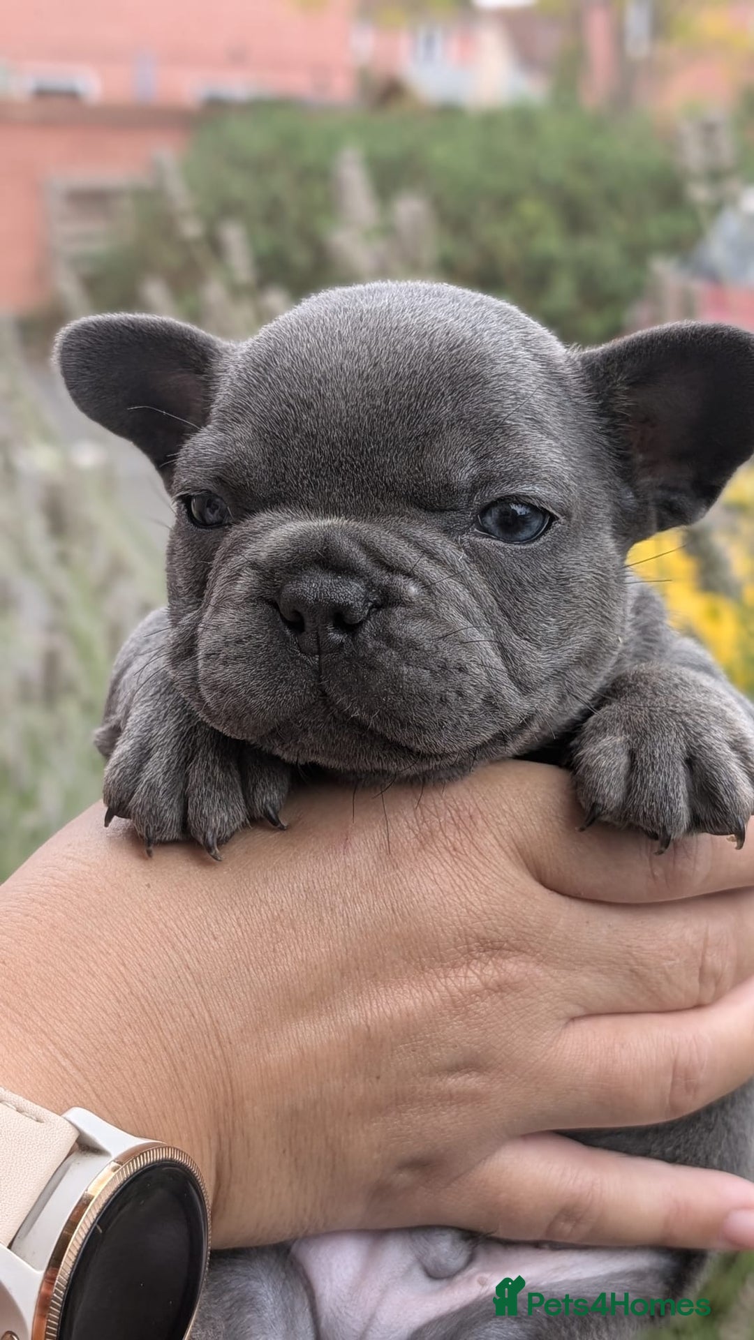 French Bulldog dogs for sale: Stunning French bulldog puppies 🐕 - Image 31