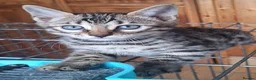 Bengal cats for sale: Bengals rare colours with clouded Leopard pattern - Advert 9
