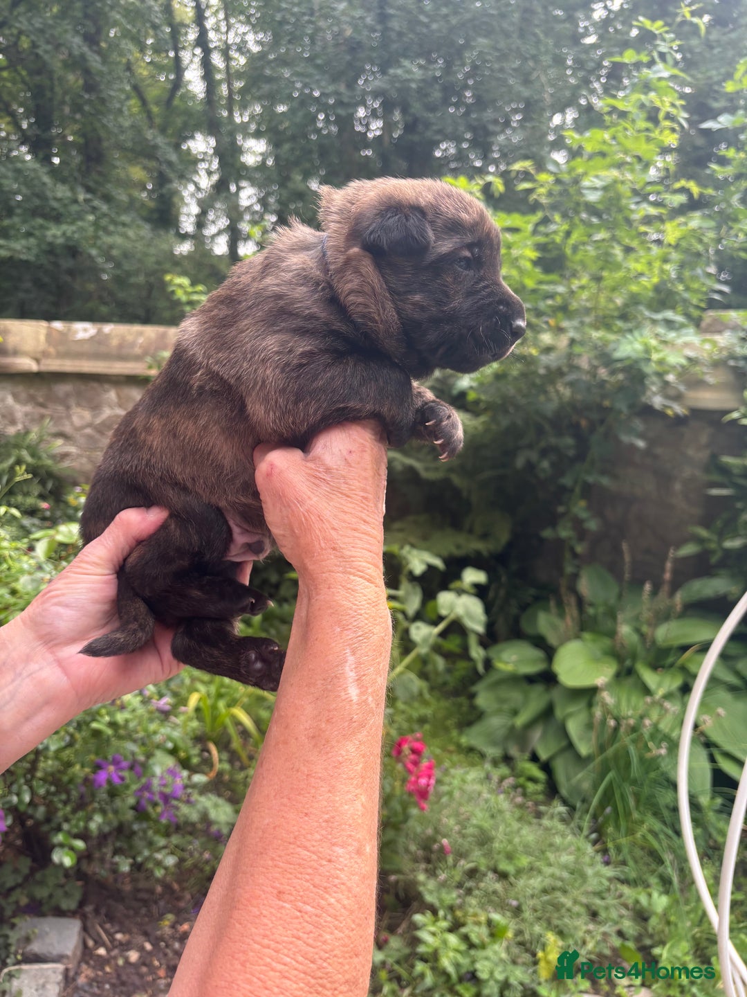 Belgian Shepherd Dog dogs for sale: Dutch shepherd puppies  - Image 16
