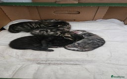 Bengal cats for sale: Mix breed Bengal + Tabby - Image 18
