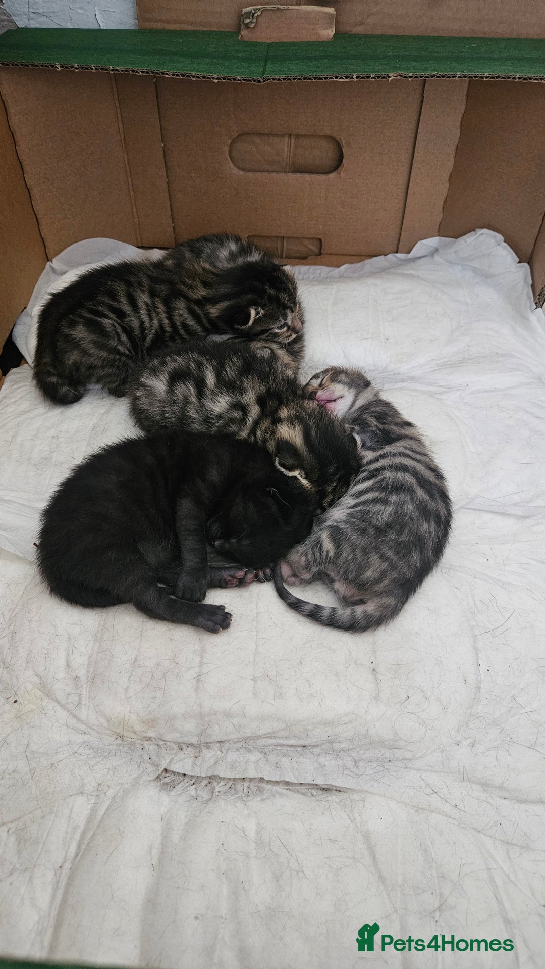 Bengal cats for sale: Mix breed Bengal + Tabby - Image 18