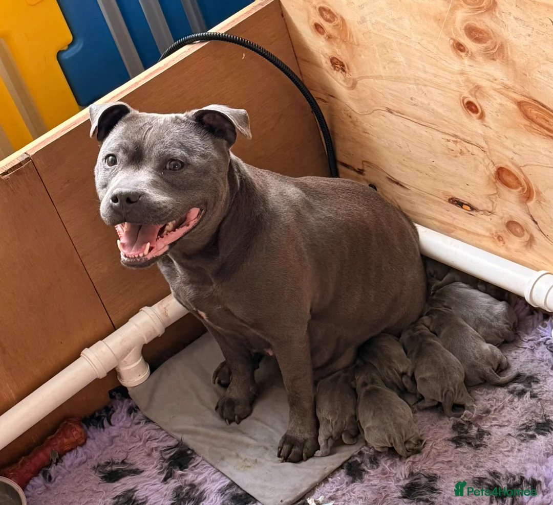 Staffordshire Bull Terrier dogs for sale: Staffordshire bull terrier puppies  - Advert 5