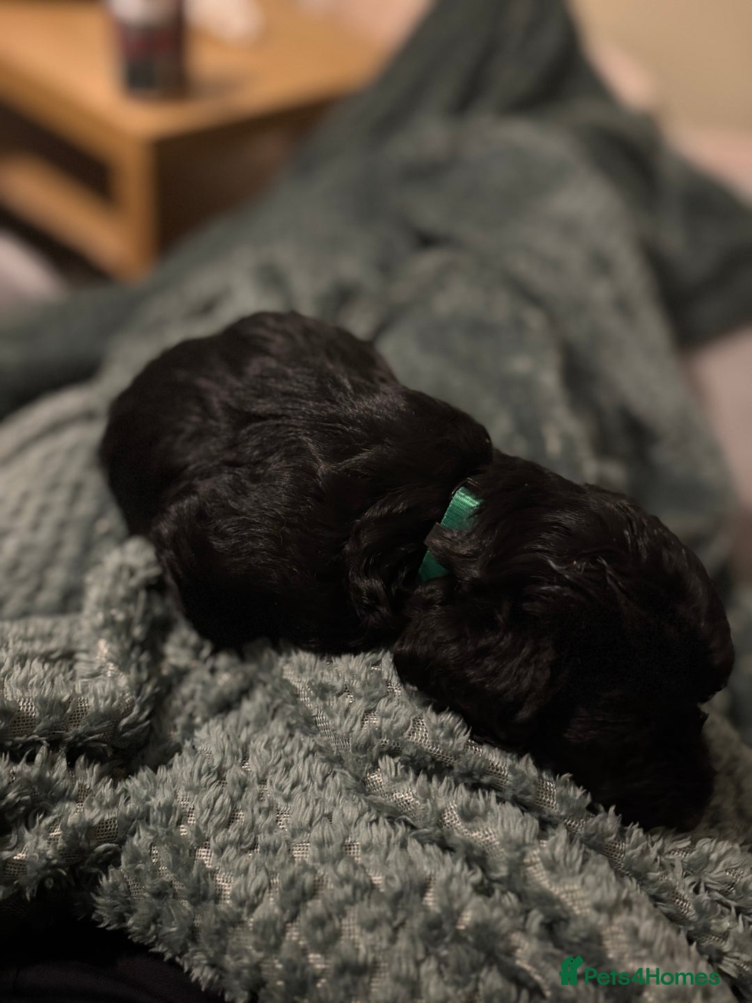 Mixed Breed dogs for sale: Lovely Cockapoo x miniature Labradoodle puppies!  - Advert 6