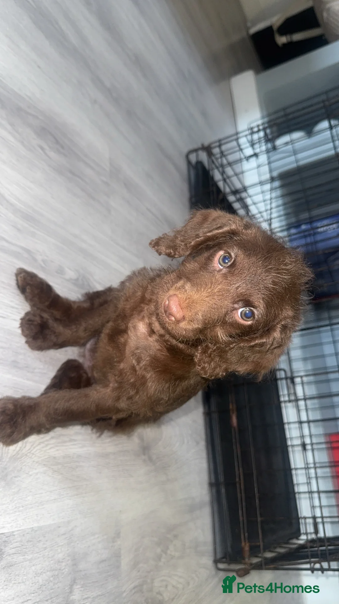 Labradoodle dogs for sale: Labradoodle puppy in Swanley - Advert 2