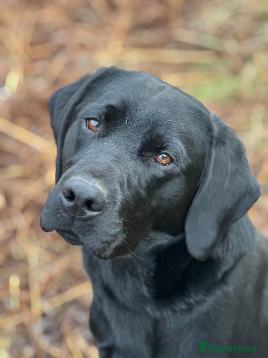 Labrador Retriever dogs for sale: Labrador puppies from health tested parents  - Image 1