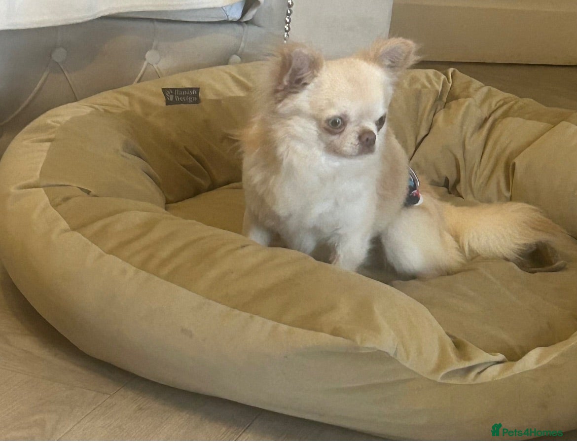 Chihuahua dogs Beautiful Lilac tri Chihuahua puppies KC  - Advert 2