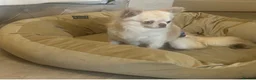Chihuahua dogs for sale: Beautiful Lilac tri Chihuahua puppies KC  - Advert 4