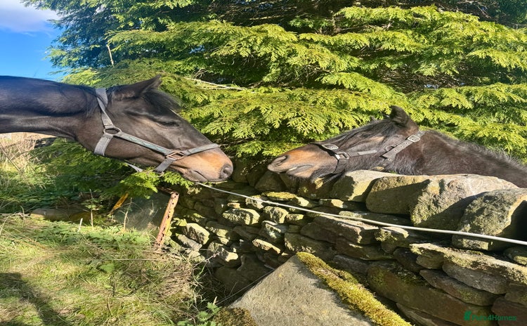 Irish Thoroughbred horses - Advert 1