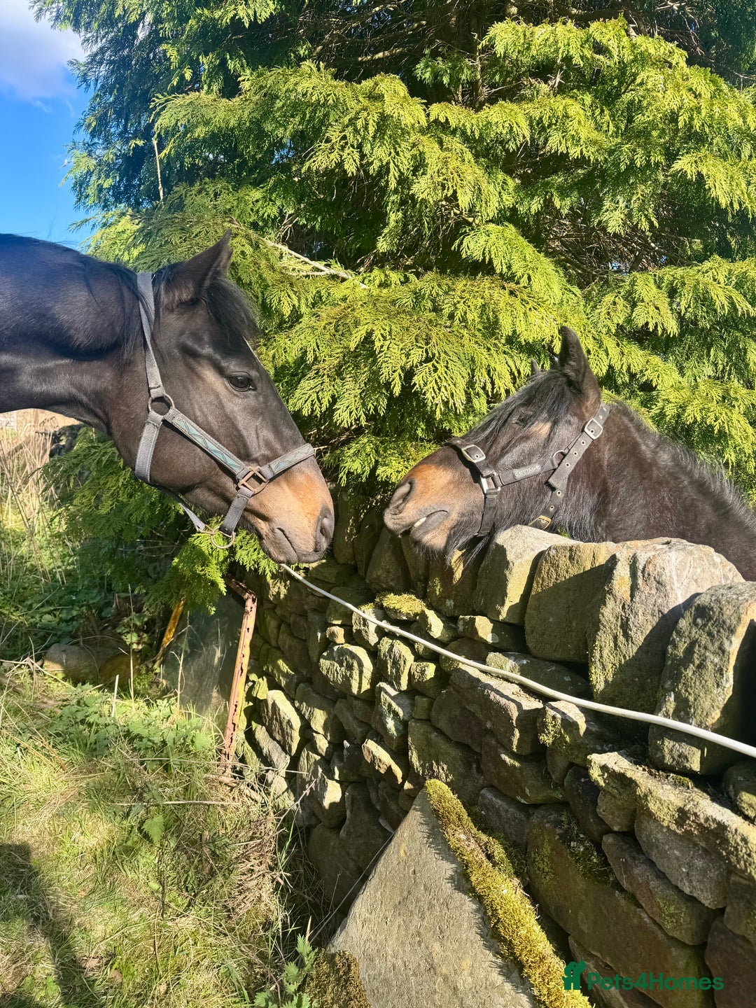 Irish Thoroughbred horses for sale: Wonderful Thoroughbred and Dartmoor  - Image 1