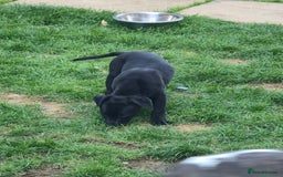 Mixed Breed dogs for sale:  Whippet × Patterdale Dog Pups - Image 28