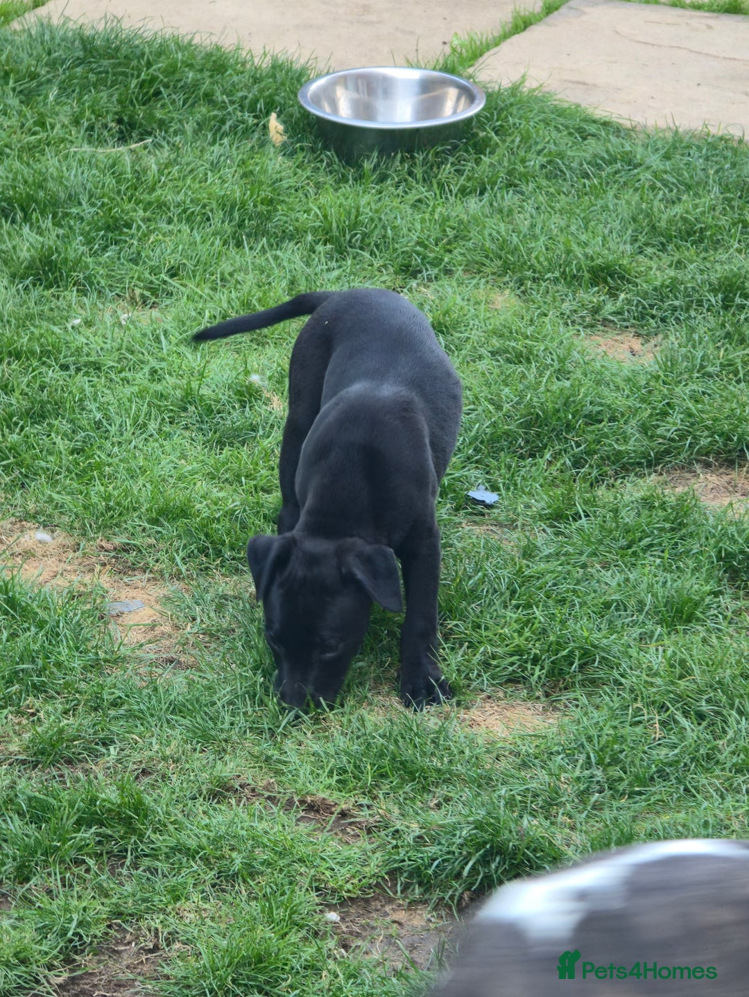 Mixed Breed dogs for sale:  Whippet × Patterdale Dog Pups - Image 28