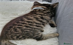 European cats for sale: Ketten  - Image 5