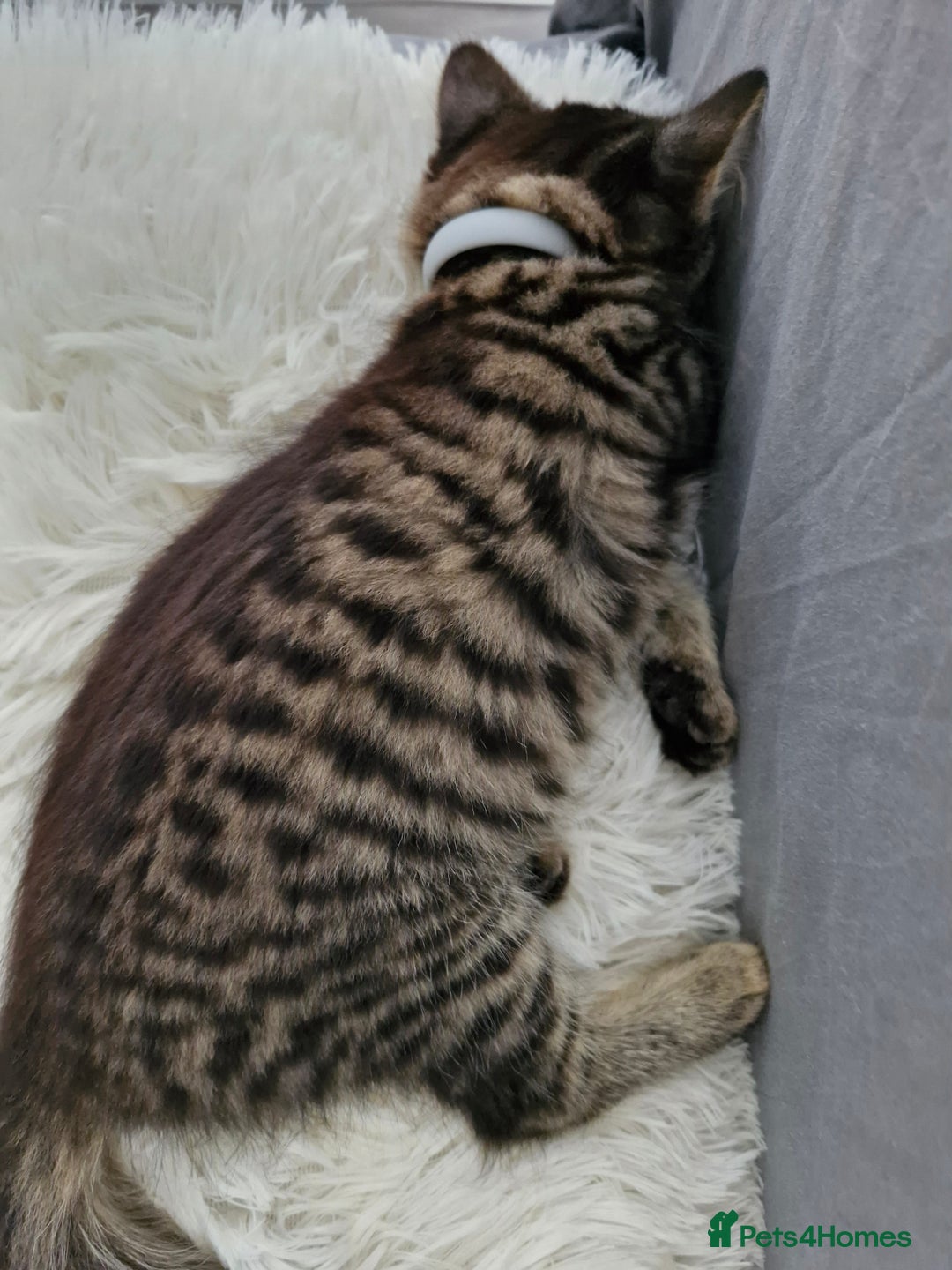 European cats for sale: Ketten  - Image 5