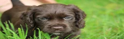 Cocker Spaniel dogs for sale: KC Reg Working Cocker Spaniels  - Advert 3