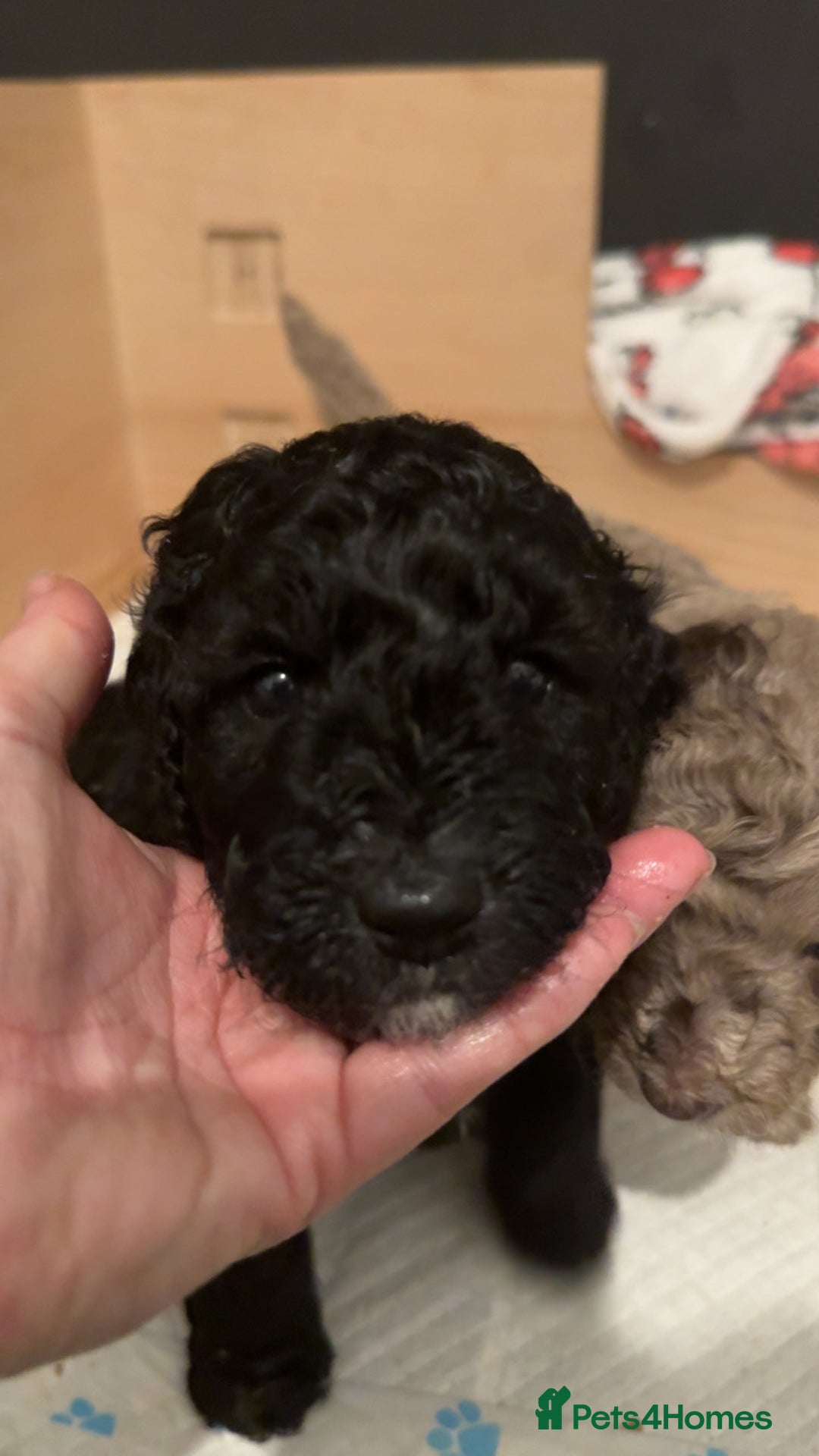 Labradoodle dogs for sale: Beautiful unique mini labradoodles with rare coats - Image 8