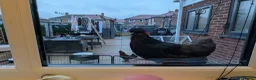 Chickens poultry for sale: Black Silkie chicken  - Advert 9
